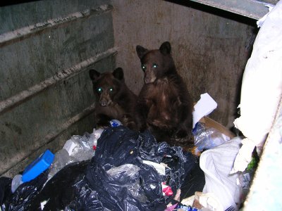 dumster bears