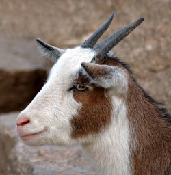 goat