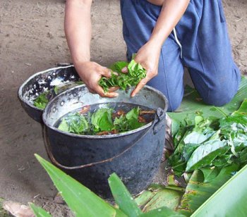 making Ayahuasca
