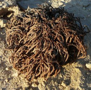 rose of jericho
