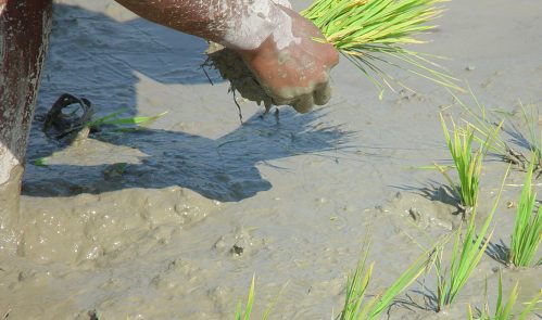 agriculture