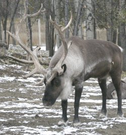 Bull Reindeer