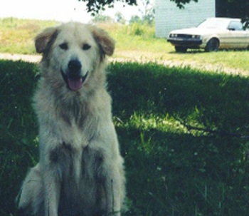 Magick Dog