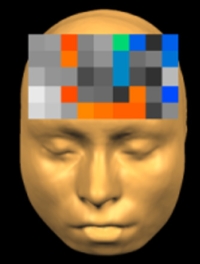 brain map